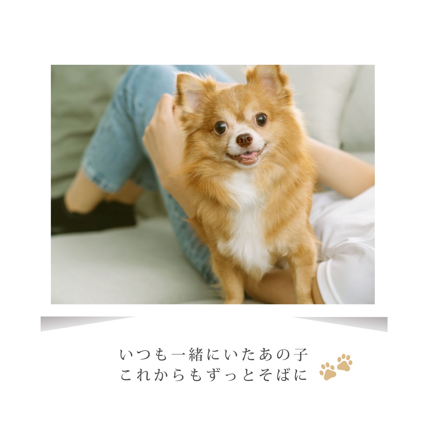遺骨ペンダント（サークル）ASHIPET