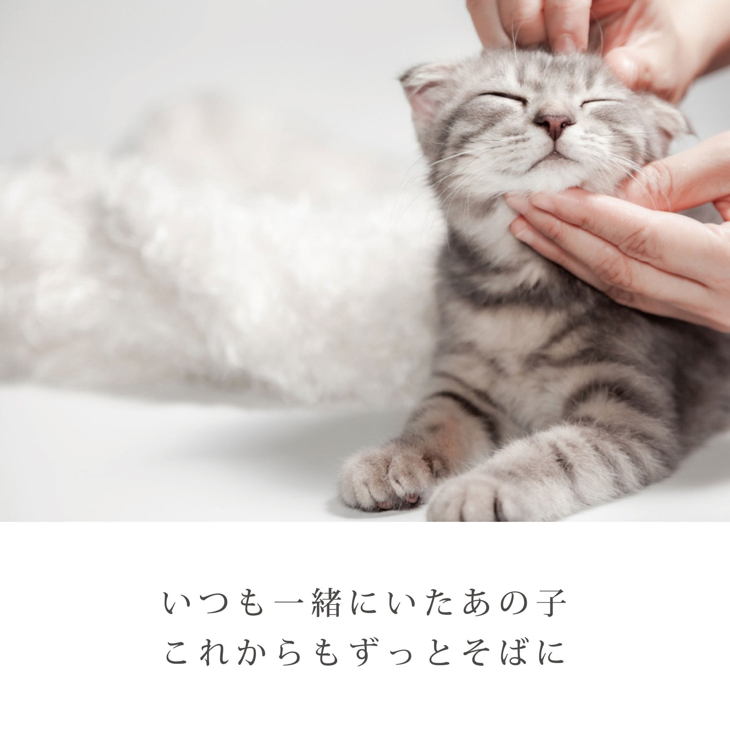 【名入れ 刻印】遺骨ペンダント（キューブ）ASHIPET